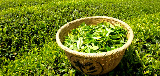 Chá verde Emagrece e os benefícios