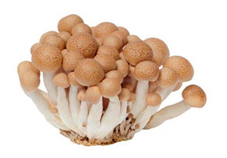 cogumelo de origem asiática